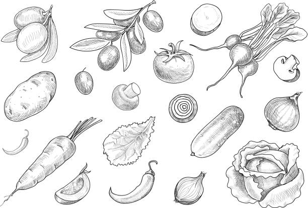 illustrations, cliparts, dessins animés et icônes de sketch dessiné main divers légumes ensemble de vecteur. - pomme de terre illustrations