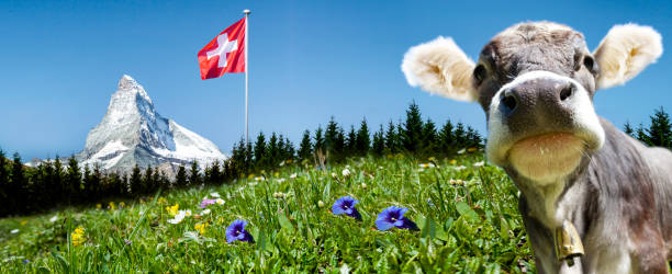 Matterhorn Matterhorn with cow and Flag switzerland stock pictures, royalty-free photos & images