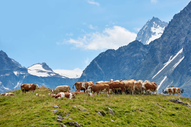 Pasture at Swiss Alps's valley at sunny day.