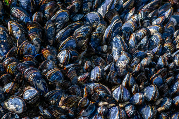 istock California mussels, close-up background texture 1124646682