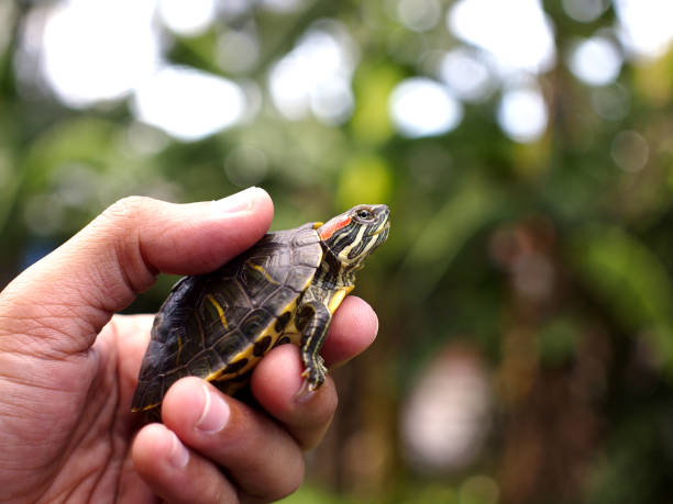 Hand holding a young red ear turtle stock photo