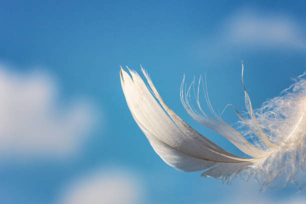 istock snow-white feather on blue sky background with clouds, lightness concept 1124647447