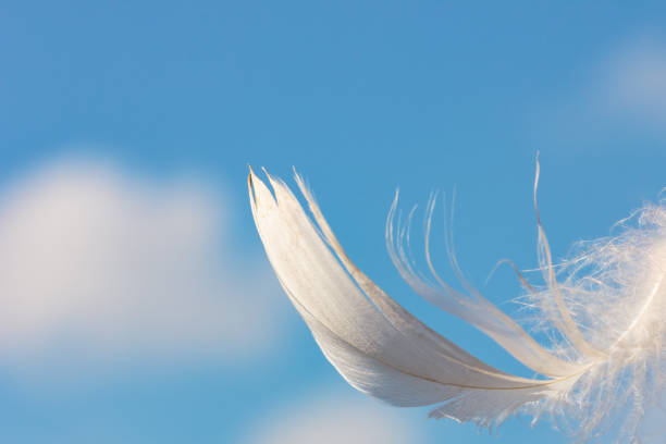 istock snow-white feather on blue sky background with clouds, lightness concept 1124647450