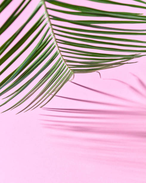 istock Palm leaf on a pink cardboard background with a copy of the spaciousness and shadow pattern. 1124647725