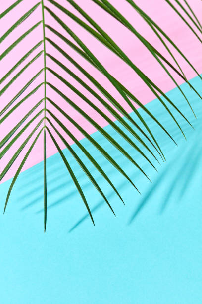 istock Exotic palm leaf on a double blue-pink paper background with a copy of space and reflection of the shadows. 1124647746
