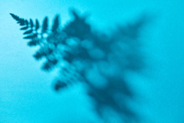 Dead wild flowers casting shadows on a blue background, creating abstract textures and patterns.
