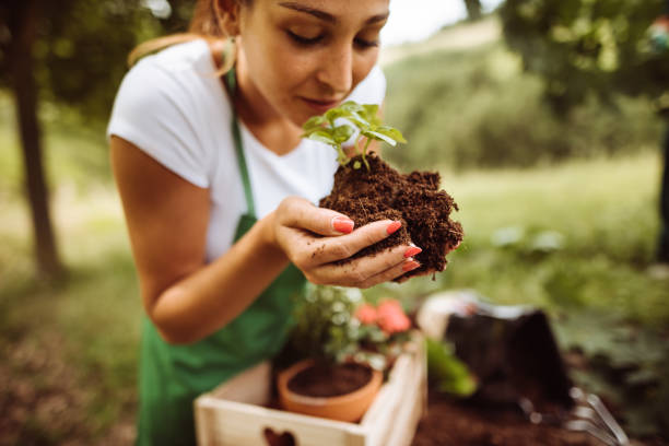 pflege der anlage - vegetable garden planting environment human hand stock-fotos und bilder