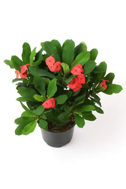 istock Blossoming plant in flowerpot on white background. 1124650357