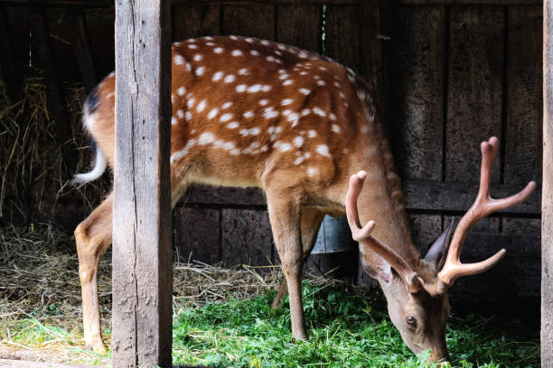 istock deer eating grass from the feeder 1124651589