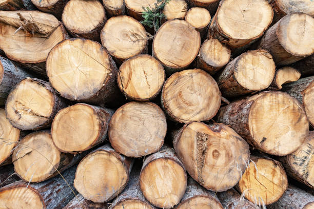 istock Close-up of a pile of pine tree trunks - Background 1124655692
