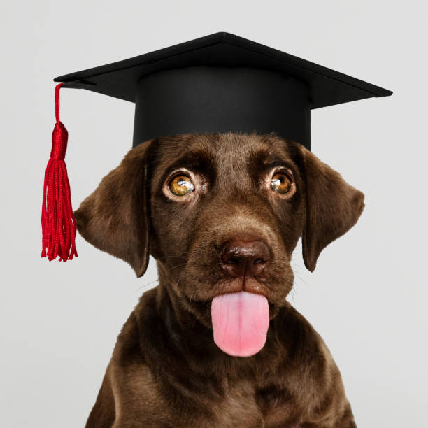 istock Cute chocolate Labrador Retriever in a graduation cap 1124659249