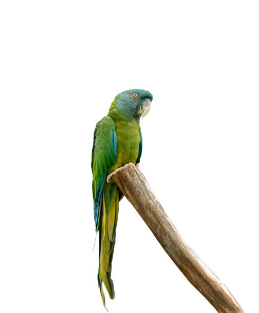 istock Blue-headed macaw or Coulon's macaw sits on the tree. Isolated 1124662478