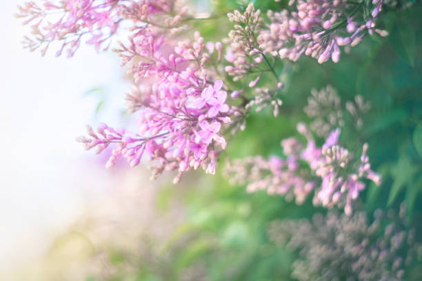 Green branch with spring lilac flowers. Beautiful nature background.