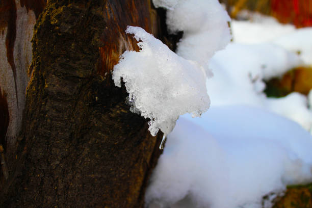 A pace of ice on the hive in my organic garden