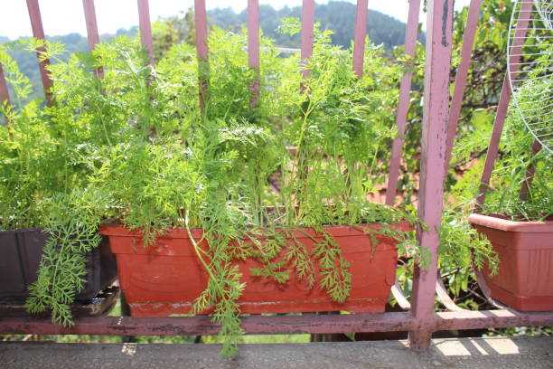 istock Tomatoes and other vegetables on my organic terrace 1124667203