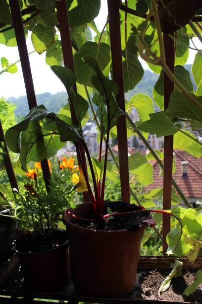 istock Tomatoes and other vegetables on my organic terrace 1124667287