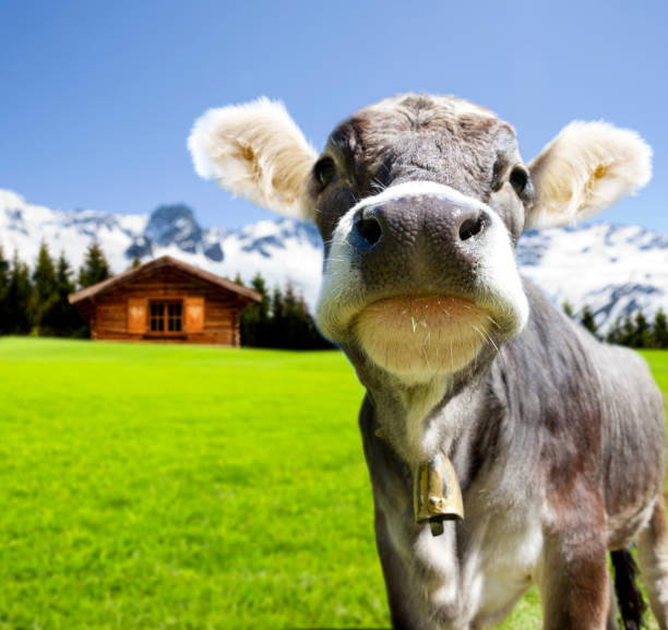 cow on the alpine pasture - milk european alps agriculture mountain imagens e fotografias de stock