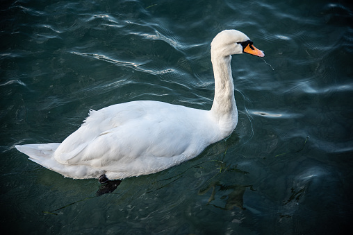 Mute swan, Cygnus on Lake Garda in the autumn