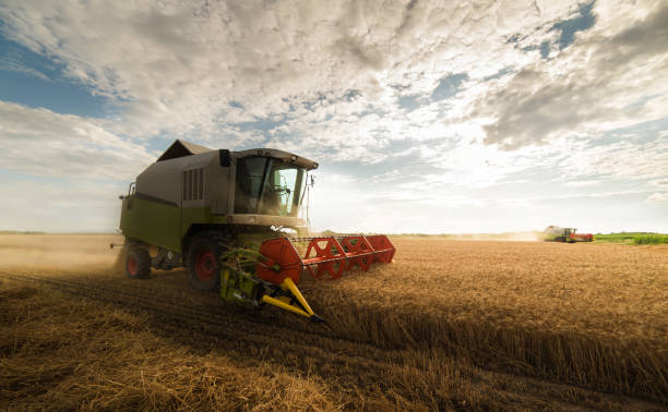 istock Harvesting of wheat fields with combine 1124672616