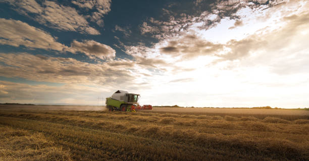 istock Harvesting of wheat fields with combine 1124672711