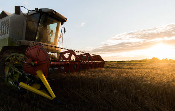 istock Harvesting of wheat fields with combine 1124672901
