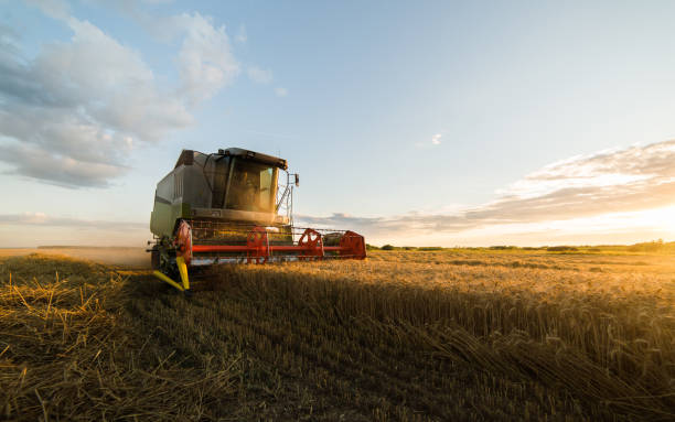 istock Harvesting of wheat fields with combine 1124672919
