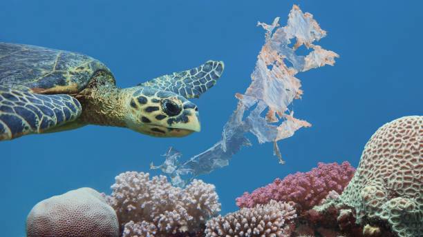 Beautiful sea hawksbill turtle swiming above colorful tropical coral reef  polluted with plastic bag Environmental protection concept microplastic photos stock pictures, royalty-free photos & images