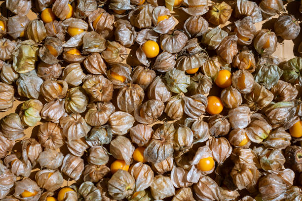 Cape gooseberry backgound Cape gooseberry backgound gooseberry cape winter cherry berry fruit stock pictures, royalty-free photos & images
