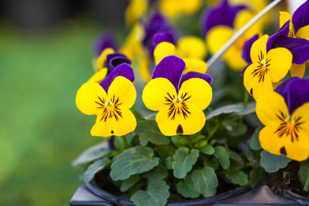 muito coloridas amarelas e violetas flores de jardim mudas de amor-perfeito (viola tricolor) em potes pequenos à venda no centro de jardinagem - violet blossom spring nature - fotografias e filmes do acervo