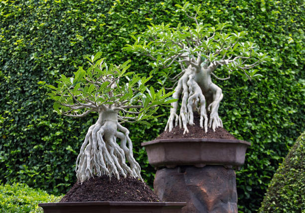 Bonsai trees in the park.