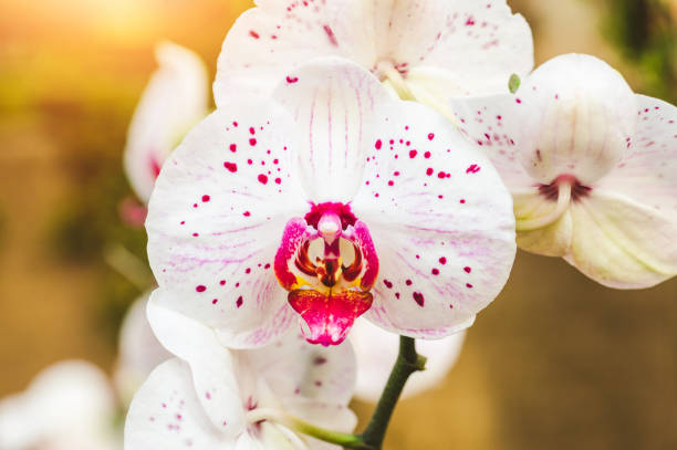 istock Pink White Phalaenopsis orchid 1124683659