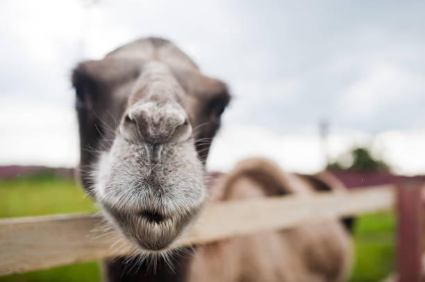 istock Funny camel on farm with green grass. 1124684109
