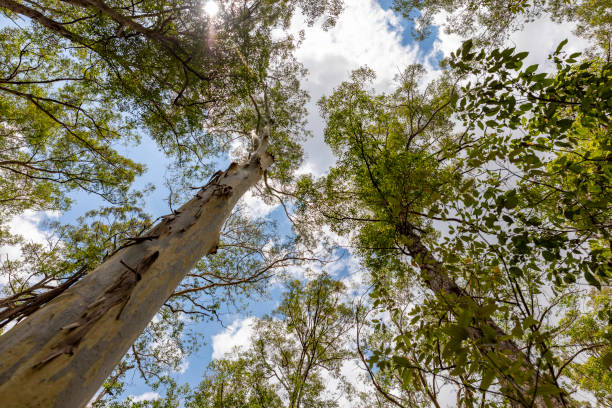 istock Looking Up at the Canopy of a Eucalyptus Tree Forest 1124684630