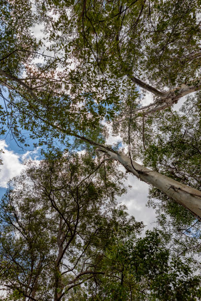 istock Looking Up at the Canopy of a Eucalyptus Tree Forest 1124684653