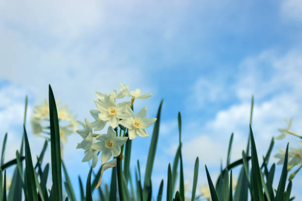 délicat narcisse fleurs blanches sur fond de ciel bleu.  journée ensoleillée de printemps. mise au point sélective. - spring daffodil flower sky photos et images de collection