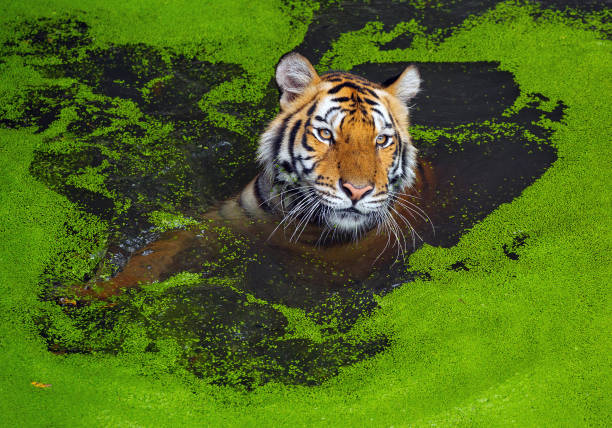 Sumatran Tiger, Panthera tigris sumatrae, 'small' big cat is at a watering place, drinks water. Origin is Indonesian island of Sumatra