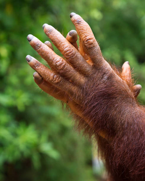 hands of a young orangutan. - orangutan ape endangered species zoo imagens e fotografias de stock