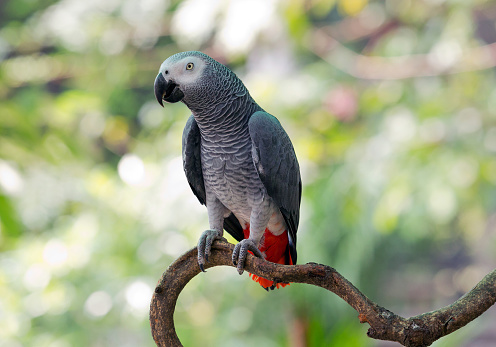 African Gray Parrot in the nature of the forest.