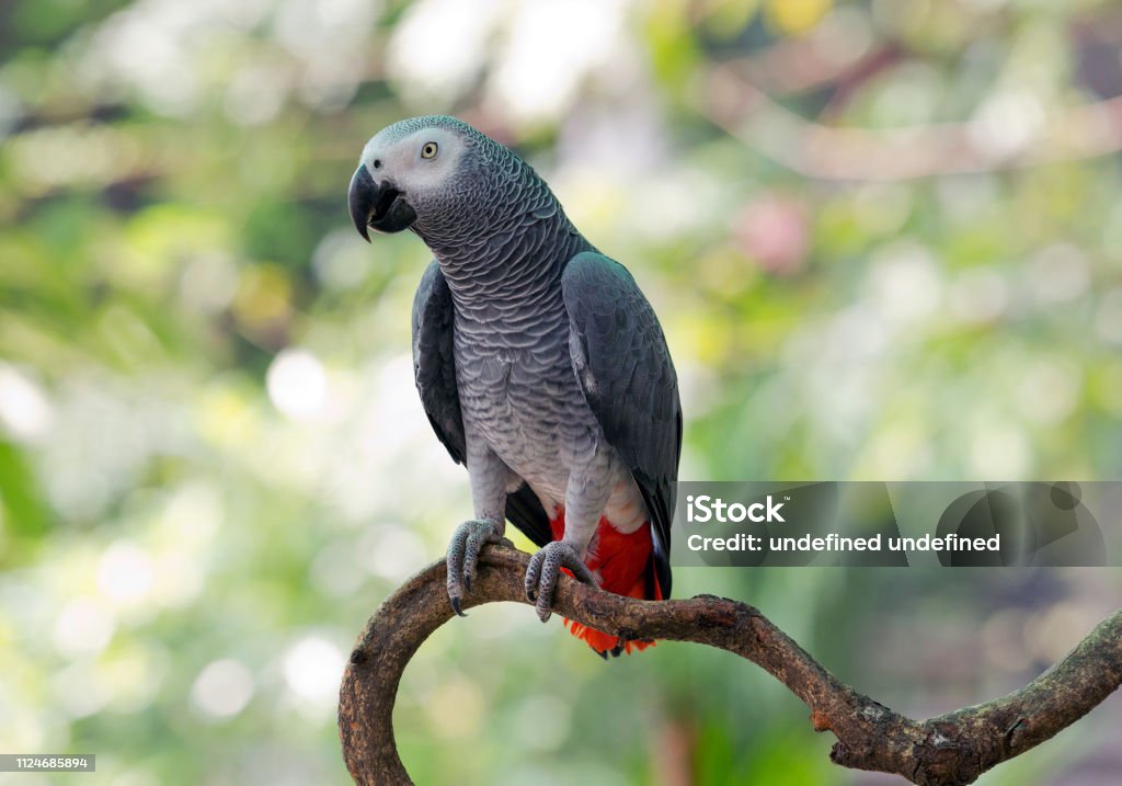 African Gray Parrot in the nature of the forest. Parrot Stock Photo