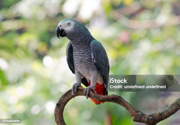 African Gray Parrot In The Nature Of The Forest Stock Photo - Download Image Now - Parrot, Gray Color, Animal