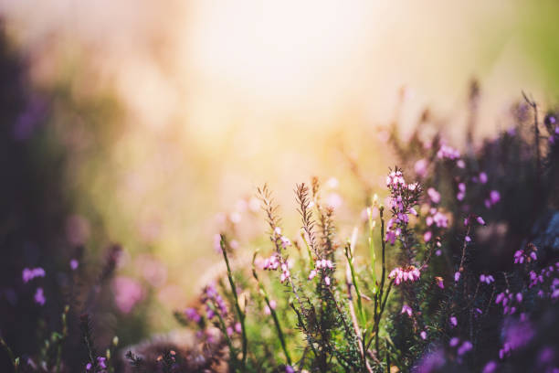 istock Heather flower in the morning 1124685927