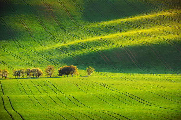 istock Roe deers and sunset lines and waves in the spring 1124685993