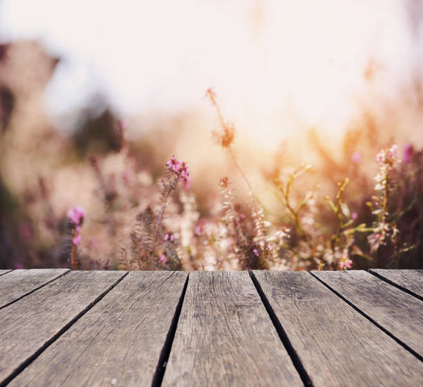 istock Erica carnea or Heather Flower from wooden deck 1124686494