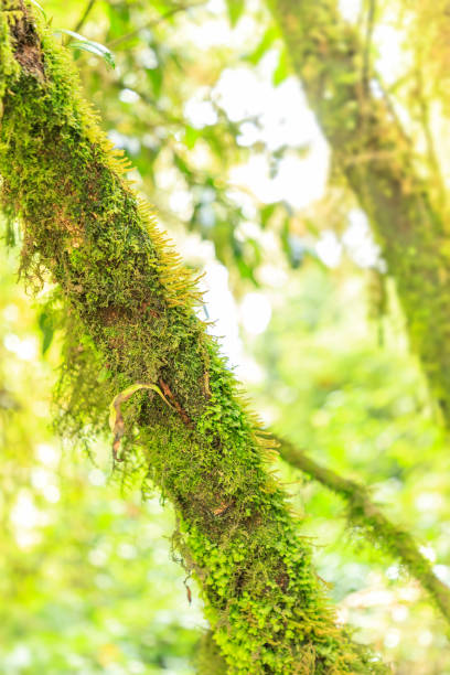 istock Mountain moss on tree in cloud rain forest close-up with sunlight for background or wallpaper 1124688580