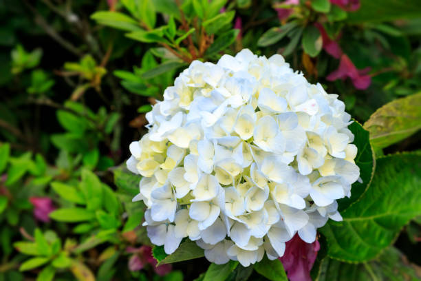 istock Hydrangea flower green leaf in nature park close-up with sunlight for background or wallpaper 1124688584