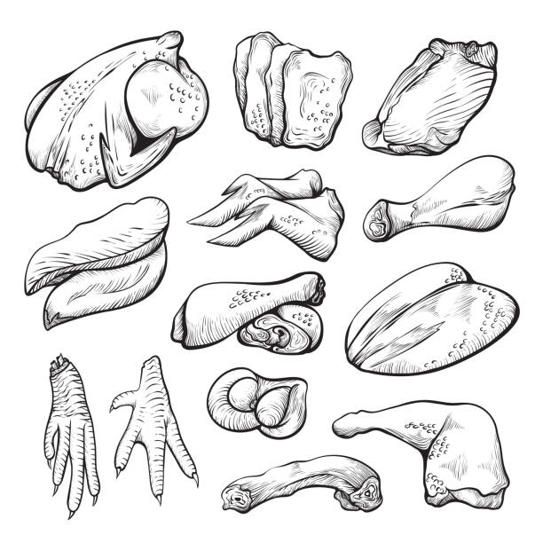 원시 닭 고기 스케치, 요리 하지 않은 암 탉 재료 세트 - fillet stock illustrations