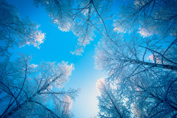 istock Snowy birch forest view from Sotkamo, Finland. 1124688974