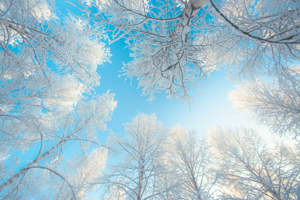 istock Snowy birch forest view from Sotkamo, Finland. 1124689137