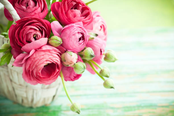flower Bouquet of pink ranunculus buttercup family stock pictures, royalty-free photos & images