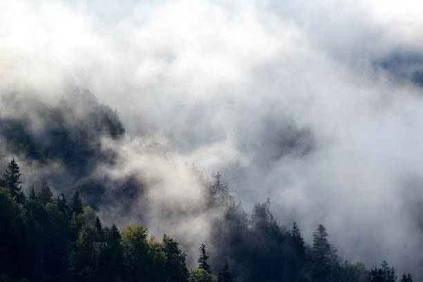 istock Alpine Forest In Misty Weather 1124692032